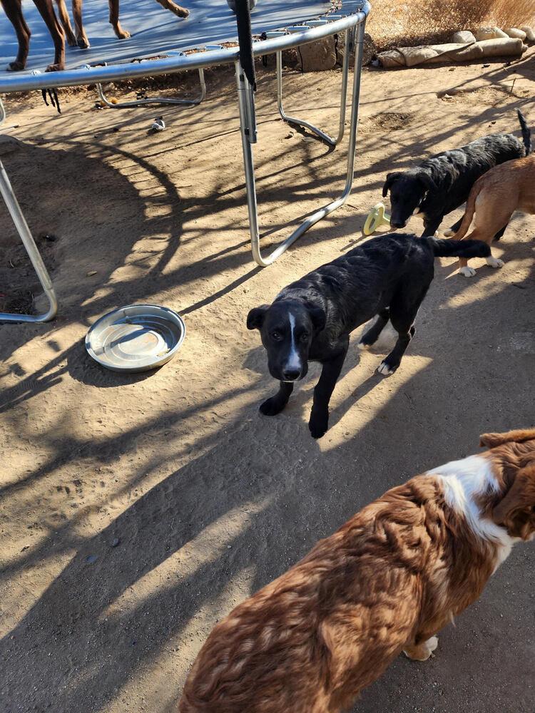 Enlarge White Hands, a Adoptable mixed breed in Lancaster, CA image 2/6