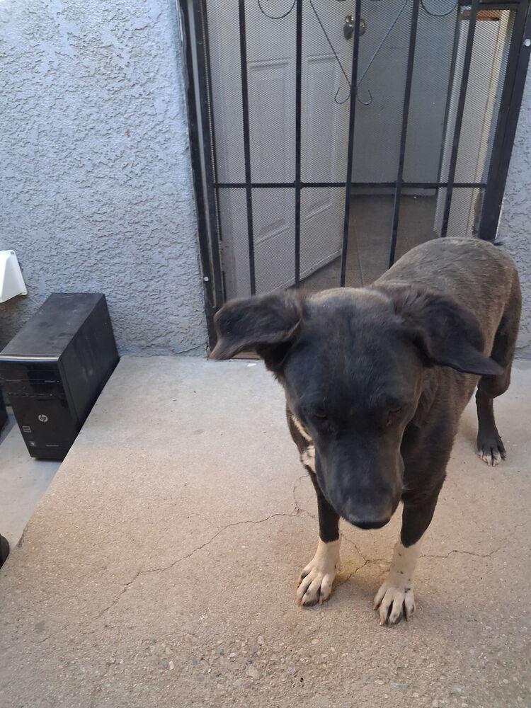 White Hands, a Adoptable mixed breed in Lancaster, CA image 4/6