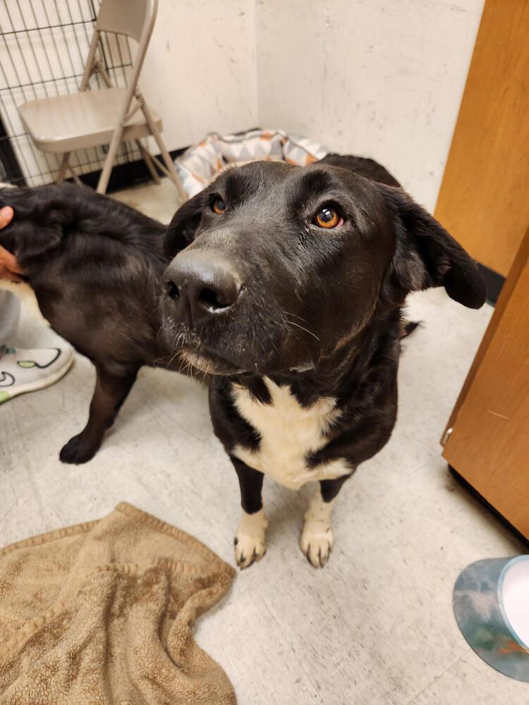 White Hands, Adoptable, Young Female Shepherd.