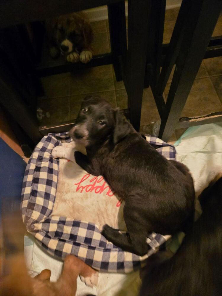 Enlarge White Hands, a Adoptable mixed breed in Lancaster, CA image 3/6