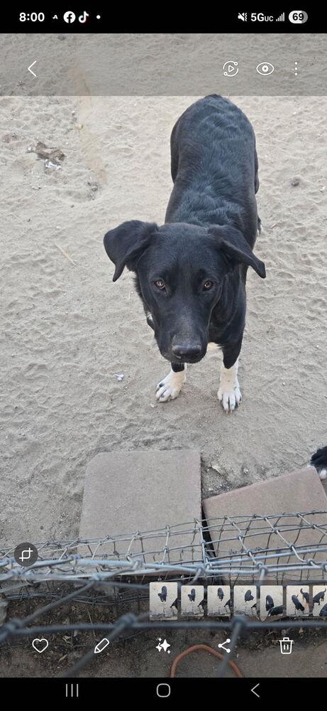 Enlarge White Hands, a Adoptable mixed breed in Lancaster, CA image 4/6