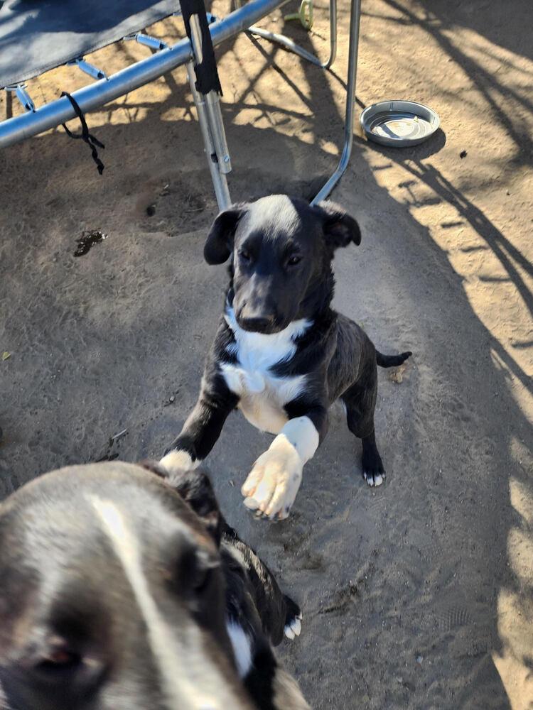 Enlarge White Hands, a Adoptable mixed breed in Lancaster, CA image 5/6