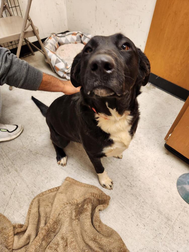 Enlarge White Hands, a Adoptable mixed breed in Lancaster, CA image 5/6
