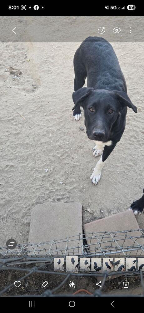 Enlarge White Hands, a Adoptable mixed breed in Lancaster, CA image 6/6