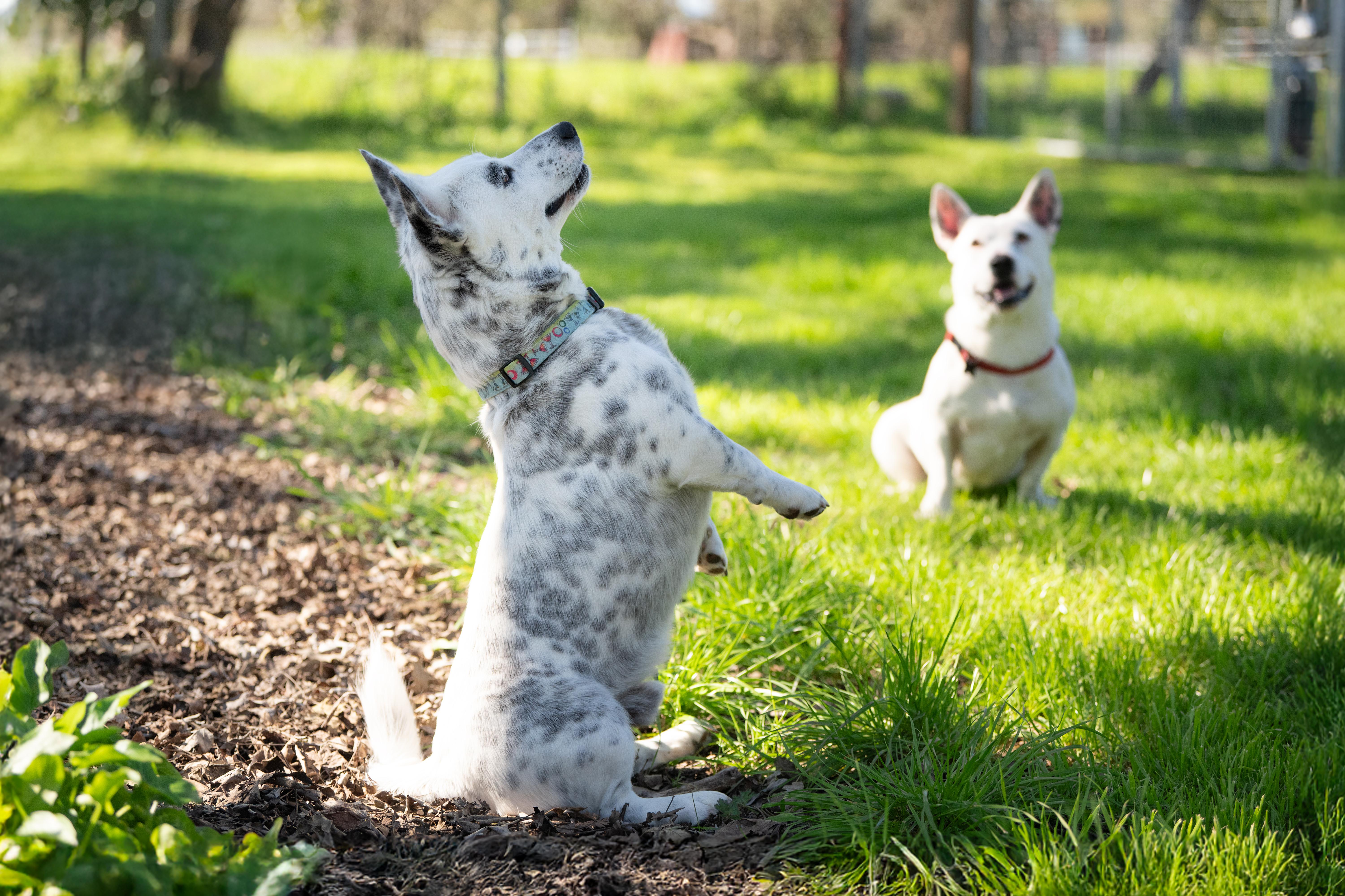 Pepper, adoptable, Young Male Corgi & Cattle Dog.