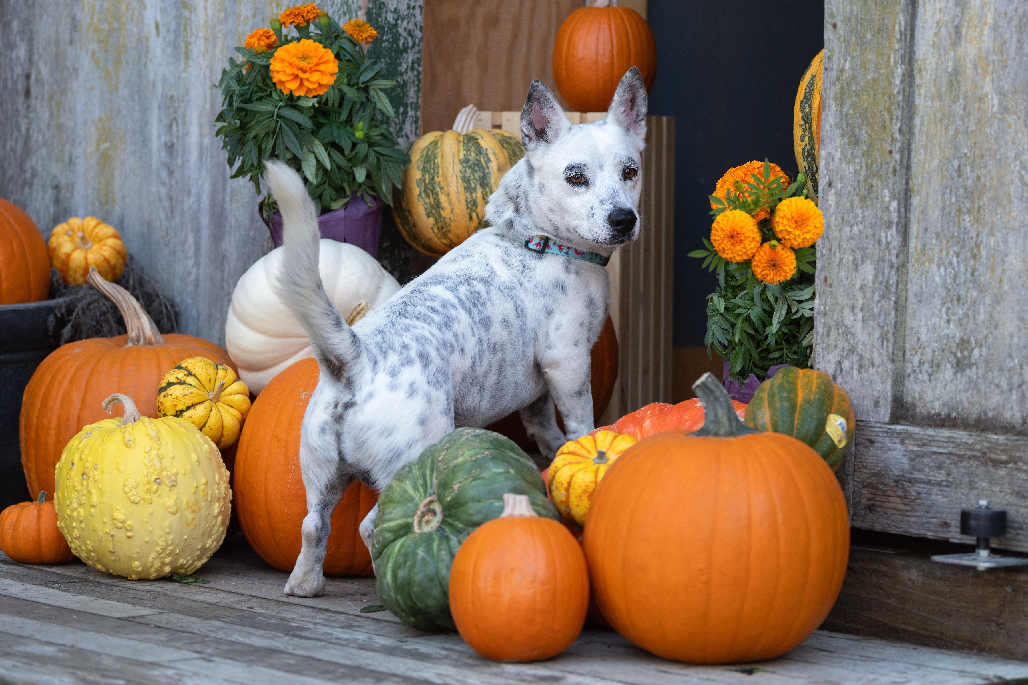Pepper, a Adoptable mixed breed in Santa Rosa, CA image 1/4