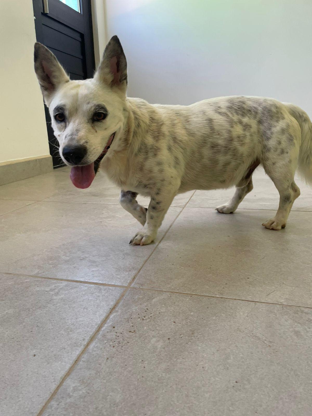 Pepper, a Adoptable mixed breed in Santa Rosa, CA image 3/4