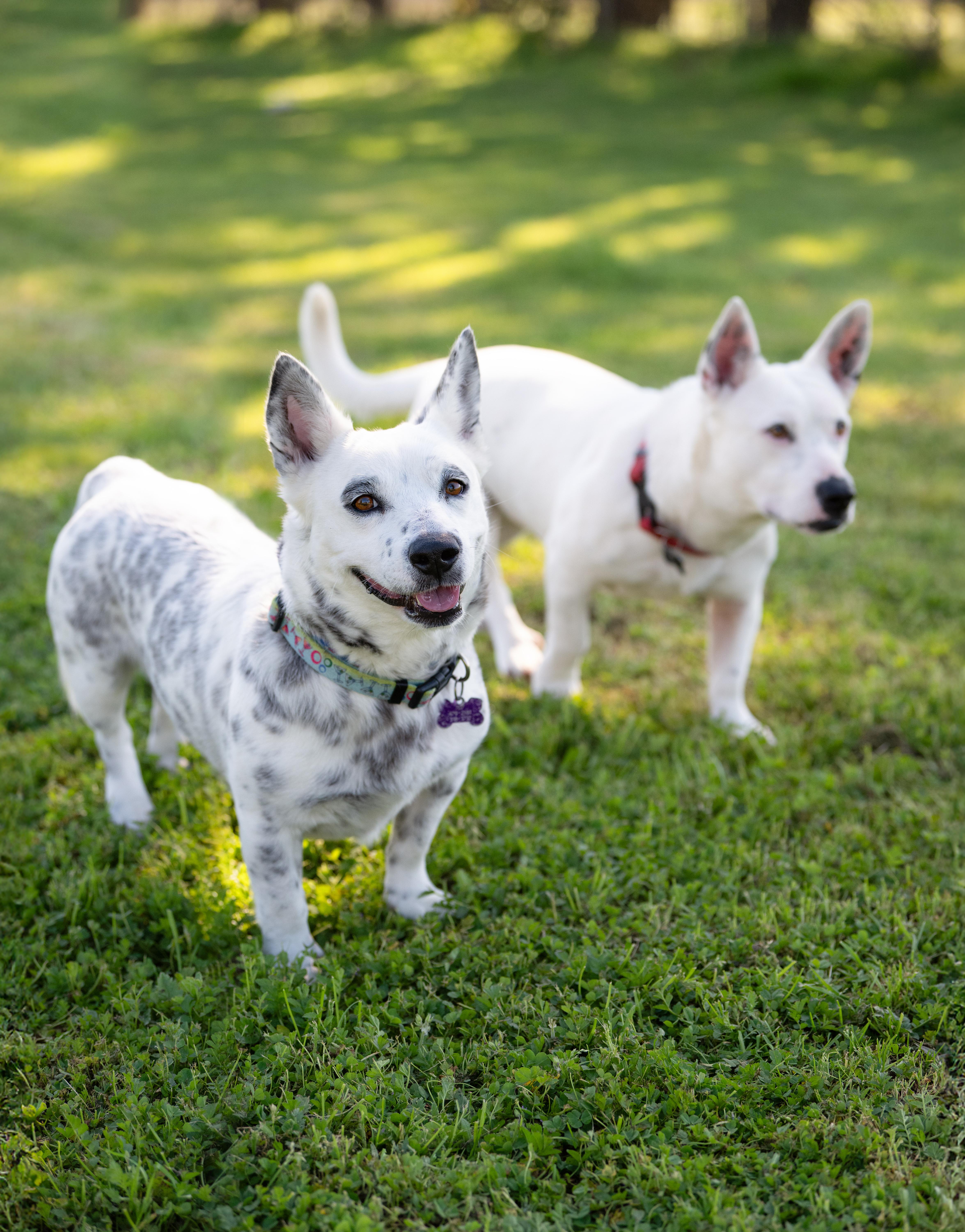 Enlarge Pepper, an adoptable mixed breed in Santa Rosa, CA image 5/5