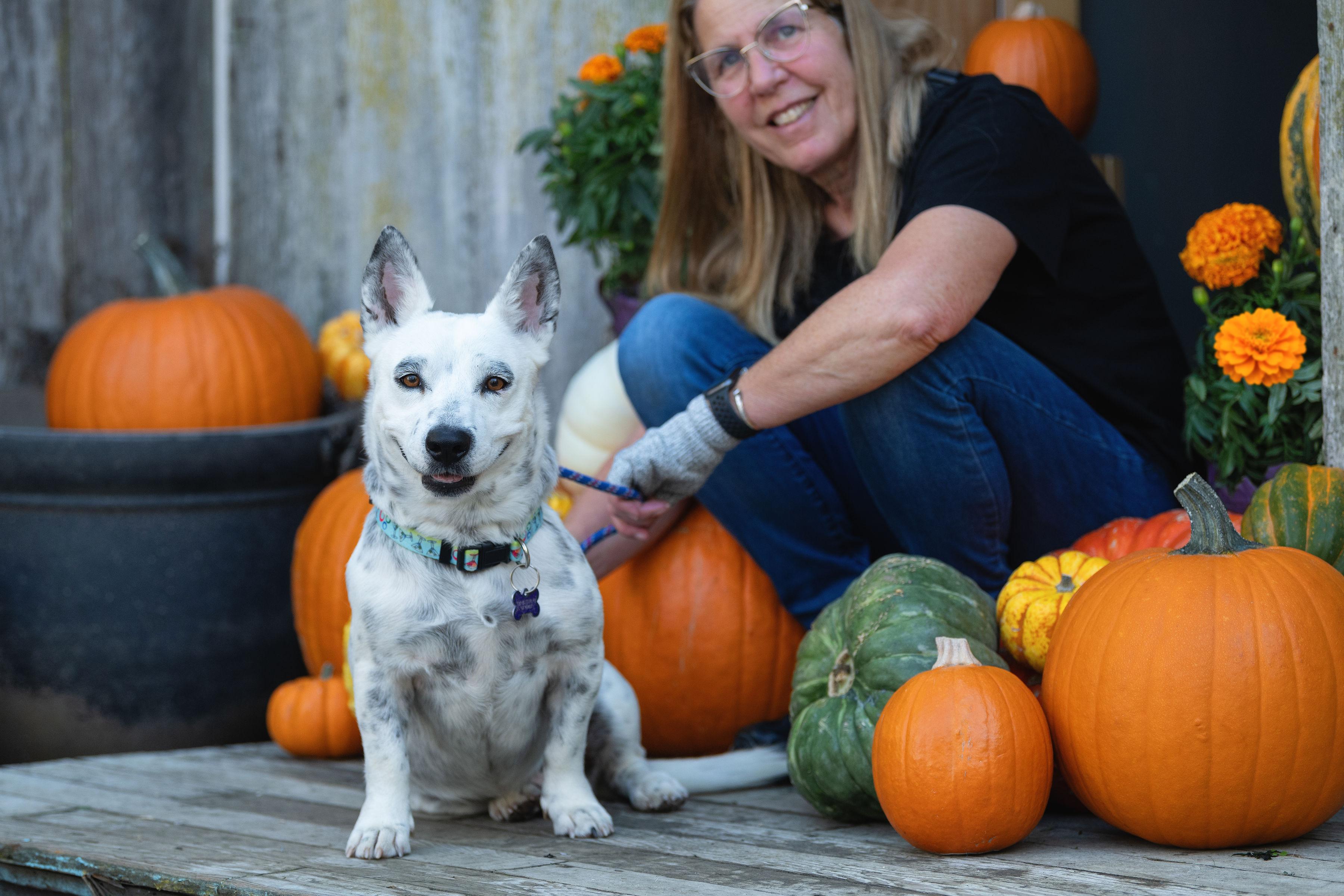 Pepper, a Adoptable mixed breed in Santa Rosa, CA image 4/4