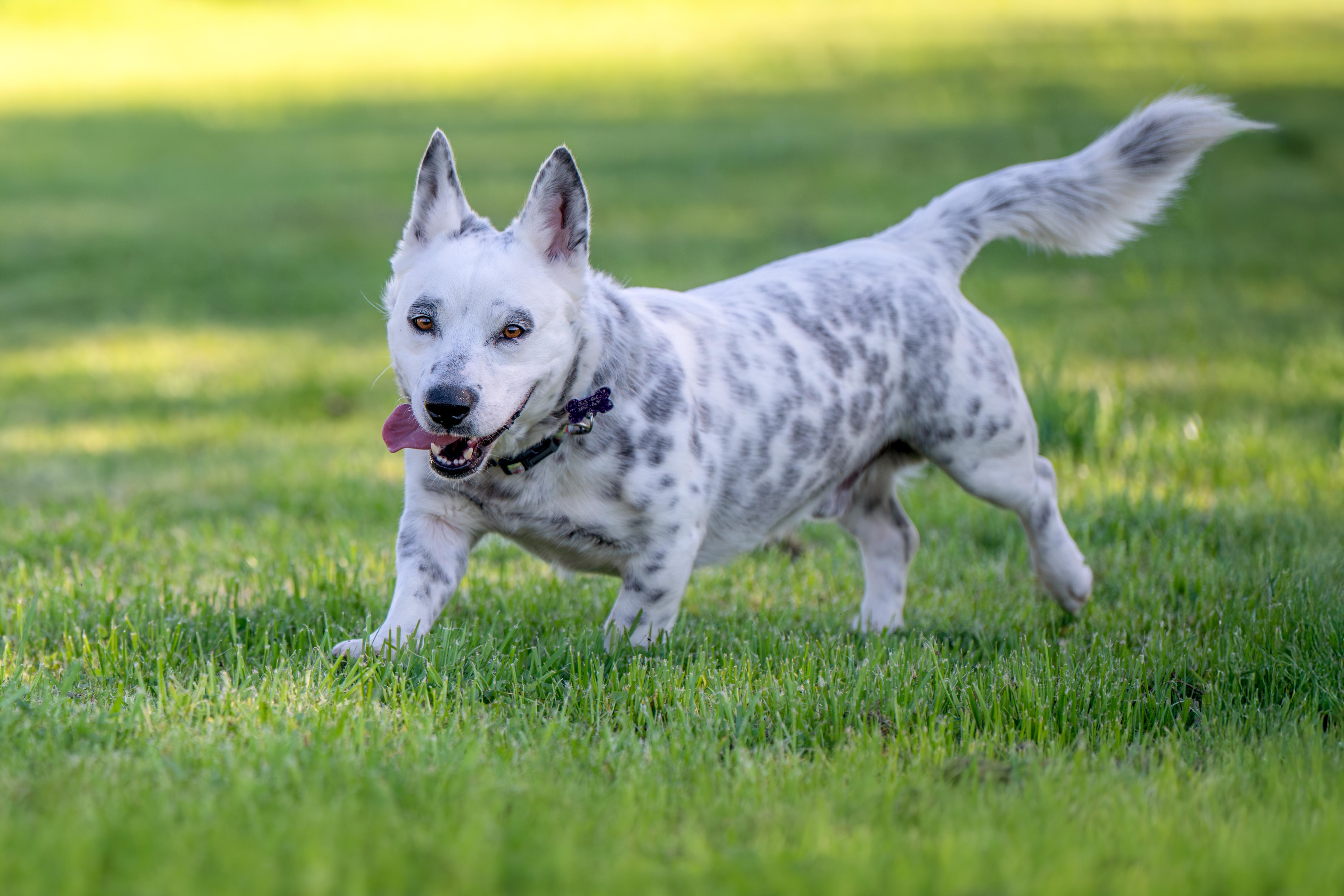 Enlarge Pepper, an adoptable mixed breed in Santa Rosa, CA image 3/5