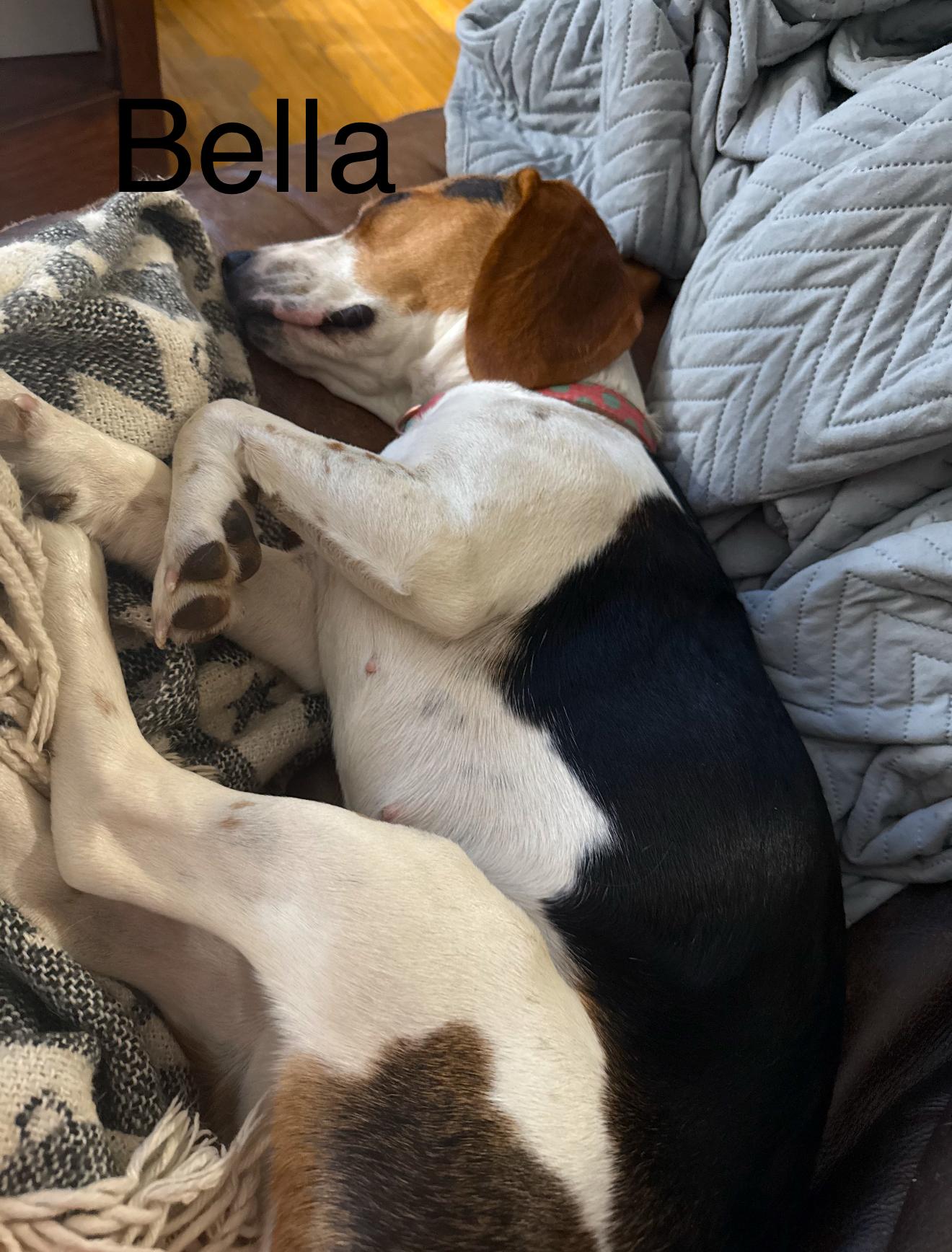 Enlarge Dot, a Adoptable Beagle in Plainview, NY image 1/3