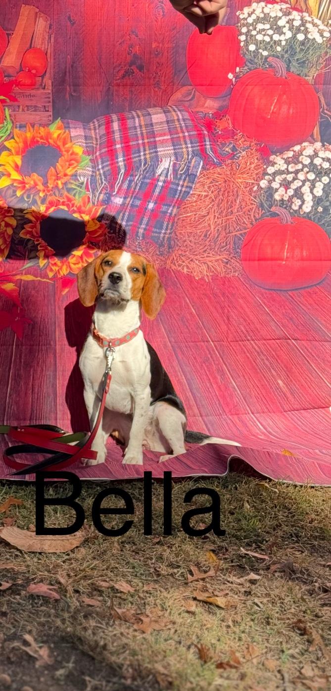 Enlarge Dot, a Adoptable Beagle in Plainview, NY image 2/3