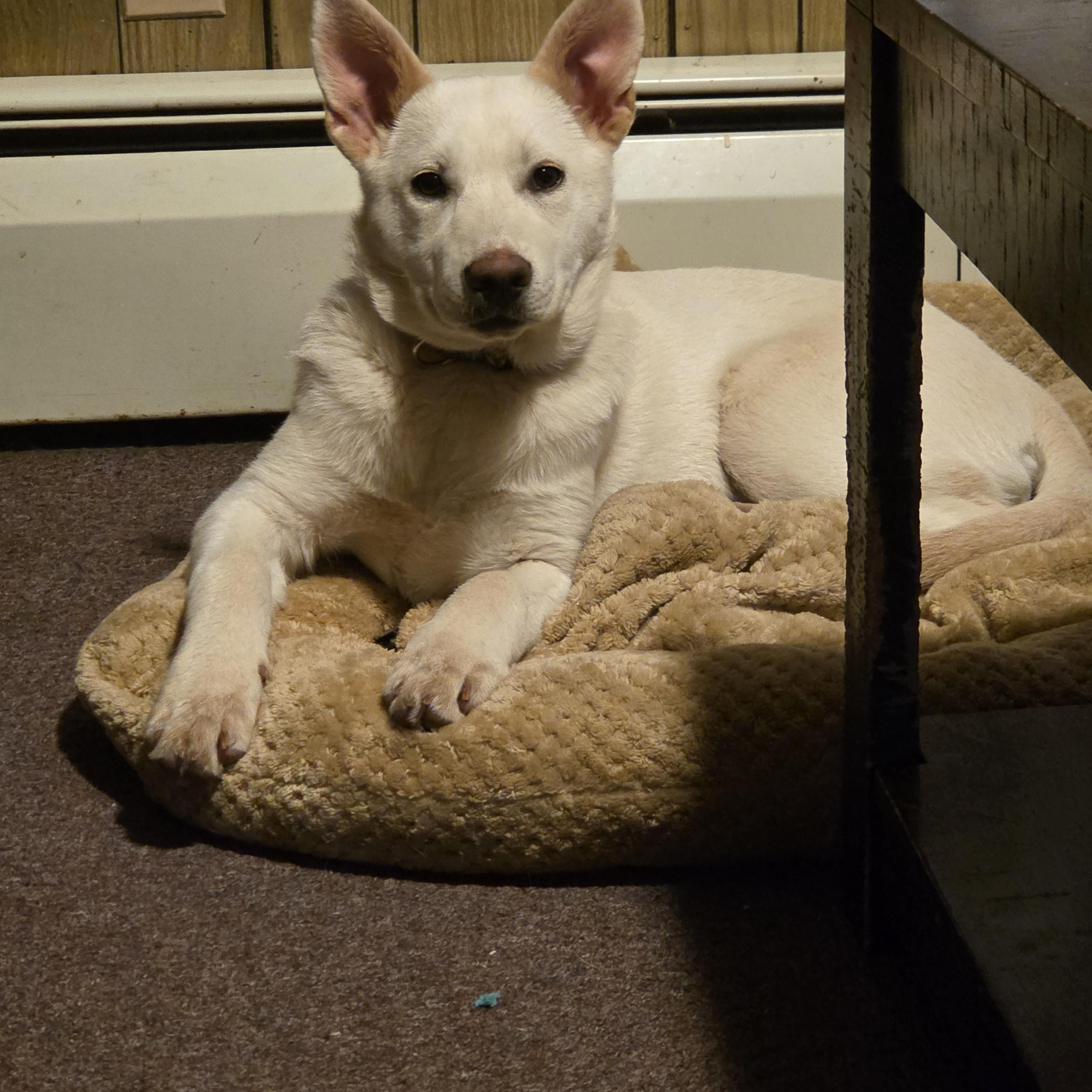 Enlarge COOL WHIP, an adopted mixed breed in Portland, ME image 4/6