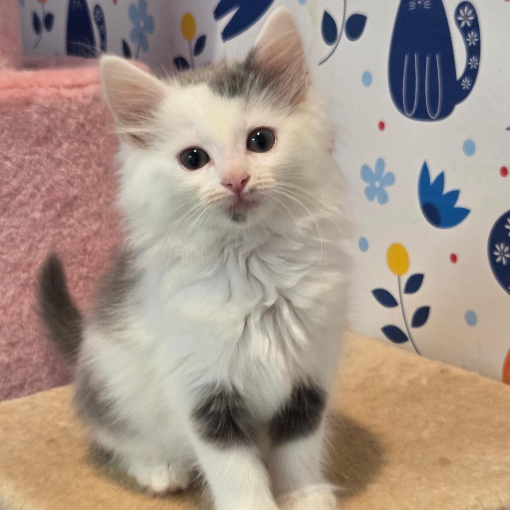 Eagle When She Flies, Adoptable, Kitten Female Domestic Long Hair.