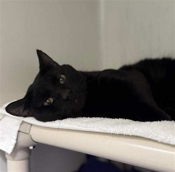 PETE, Adoptable, Young Male Domestic Short Hair.