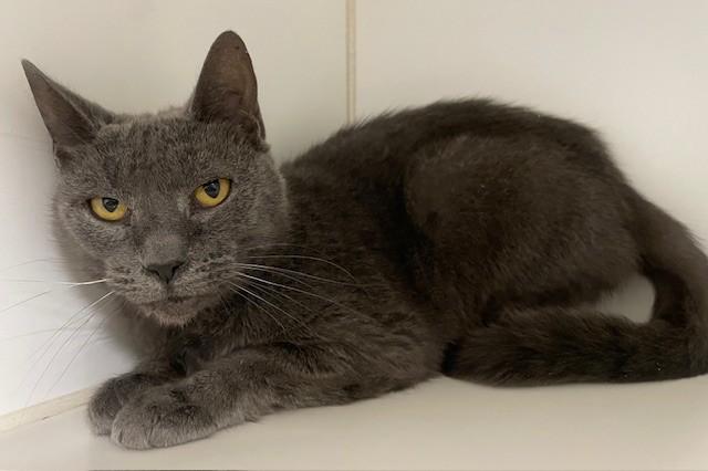 Moon, ADOPTABLE, Adult Female Domestic Short Hair.