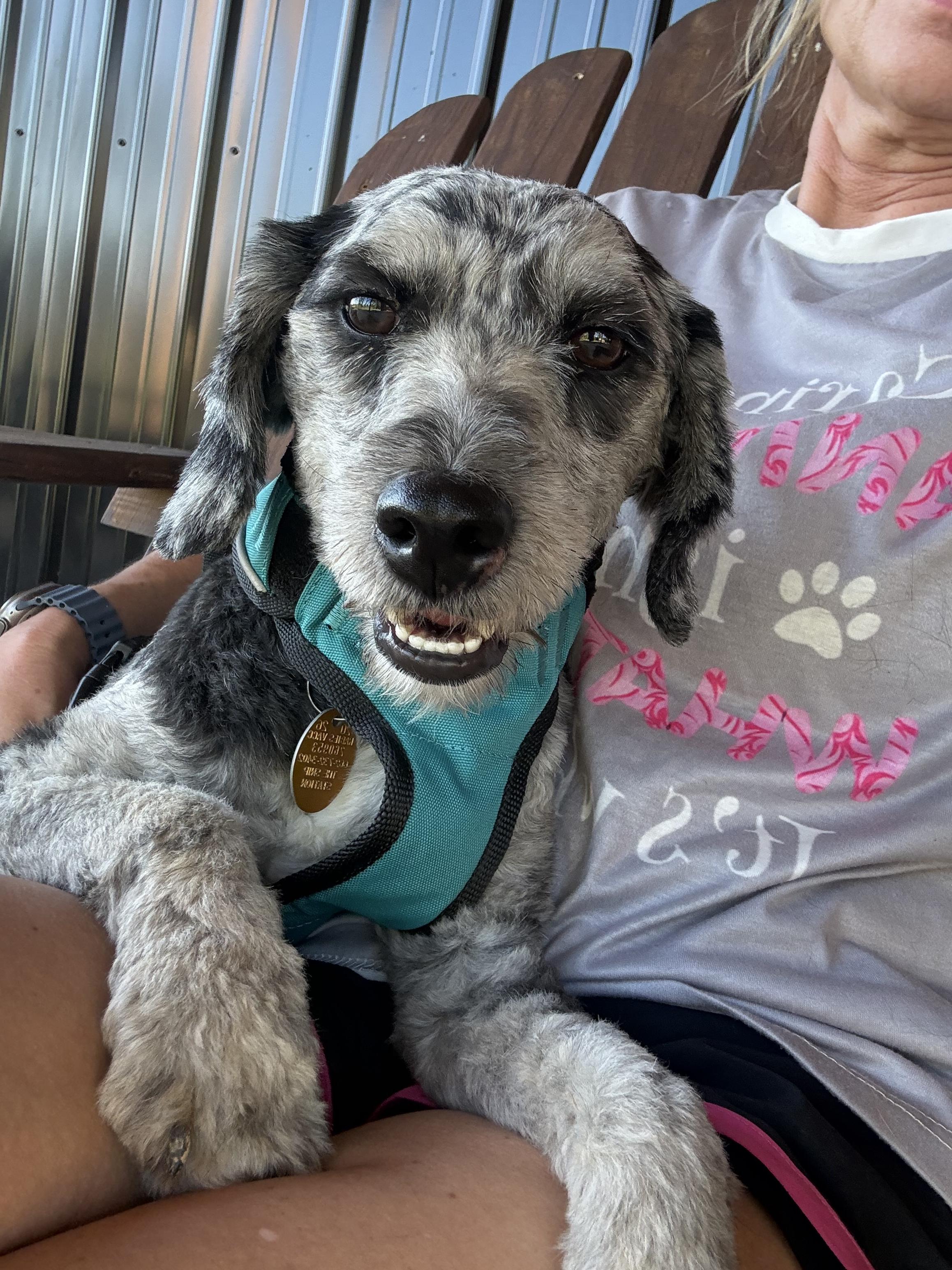 Enlarge Fritz, a Adopted Aussiedoodle in Hatfield, PA image 6/6