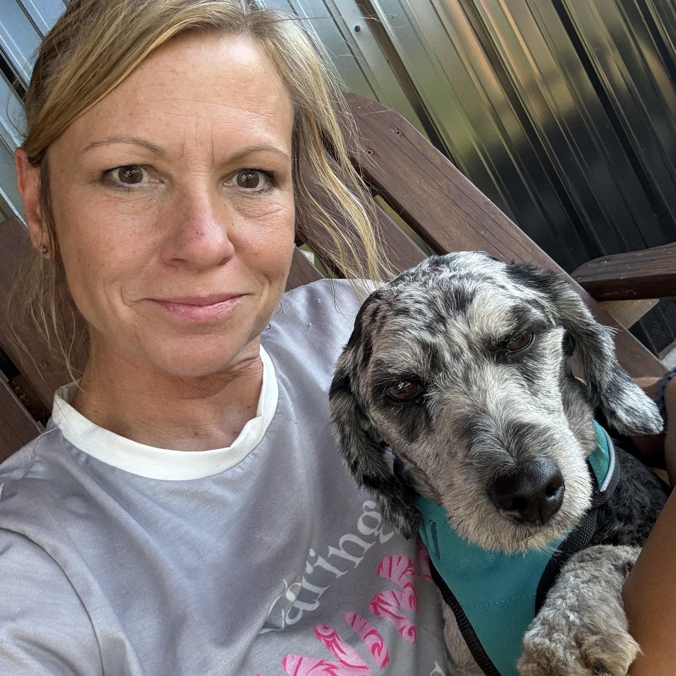 Enlarge Fritz, a Adopted Aussiedoodle in Hatfield, PA image 4/6