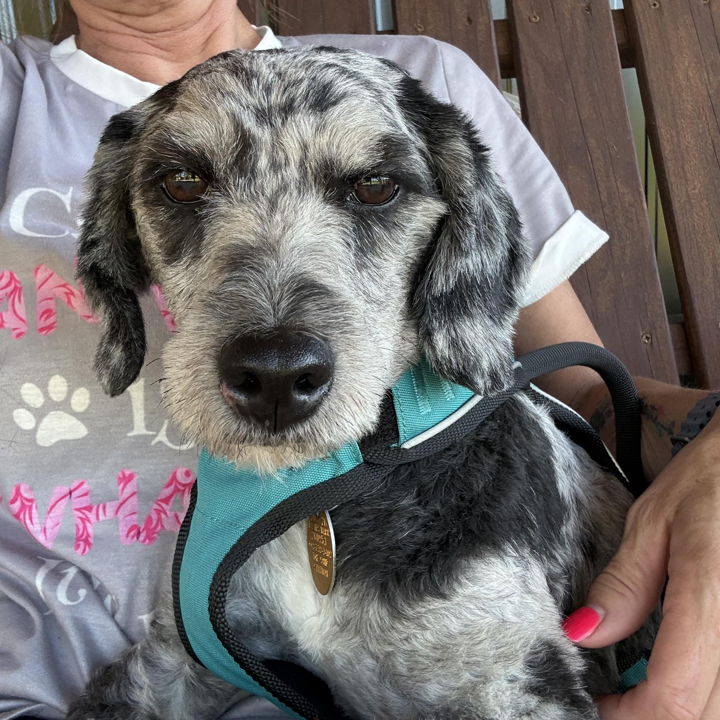 Enlarge Fritz, a Adopted Aussiedoodle in Hatfield, PA image 1/6