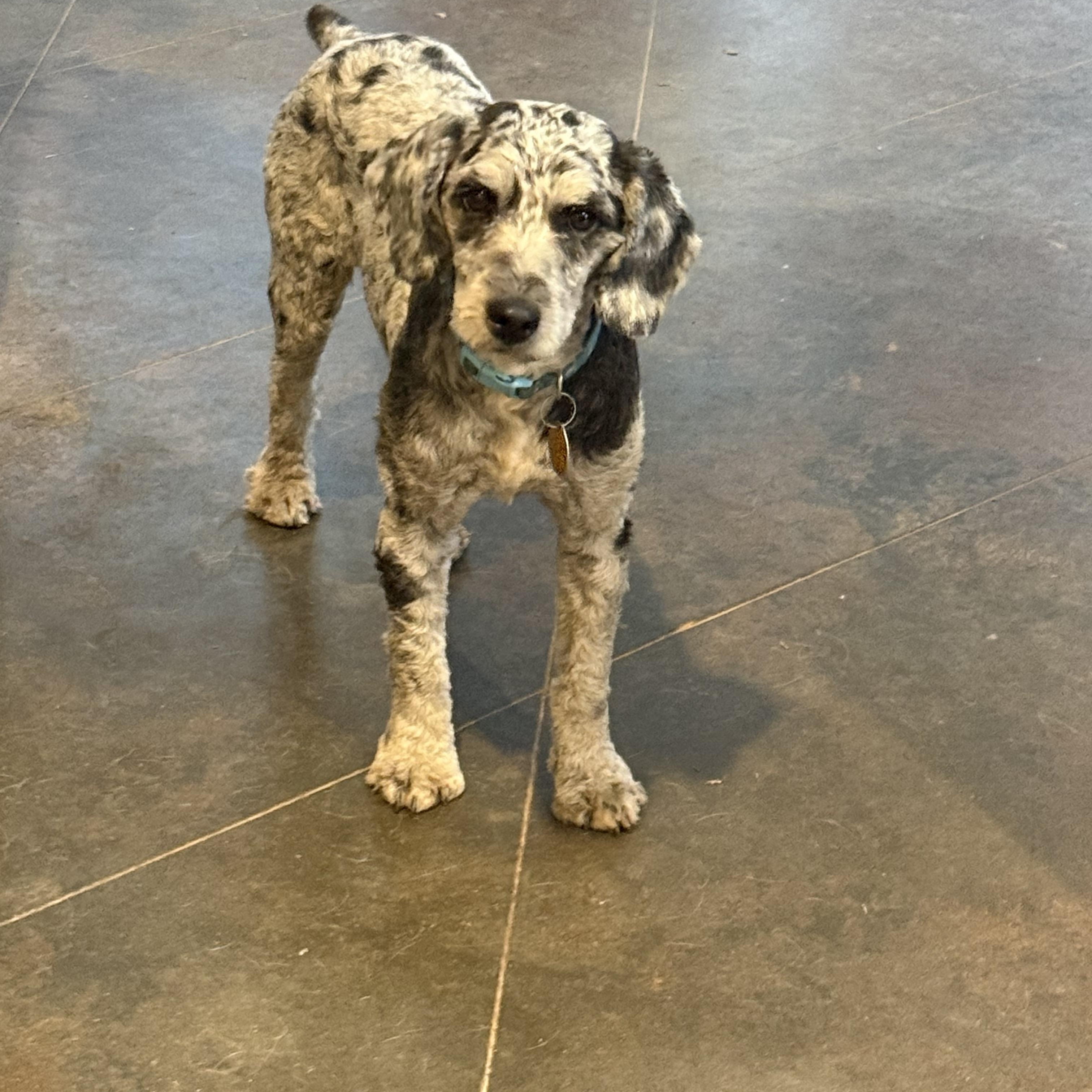 Enlarge Fritz, a Adopted Aussiedoodle in Hatfield, PA image 2/6