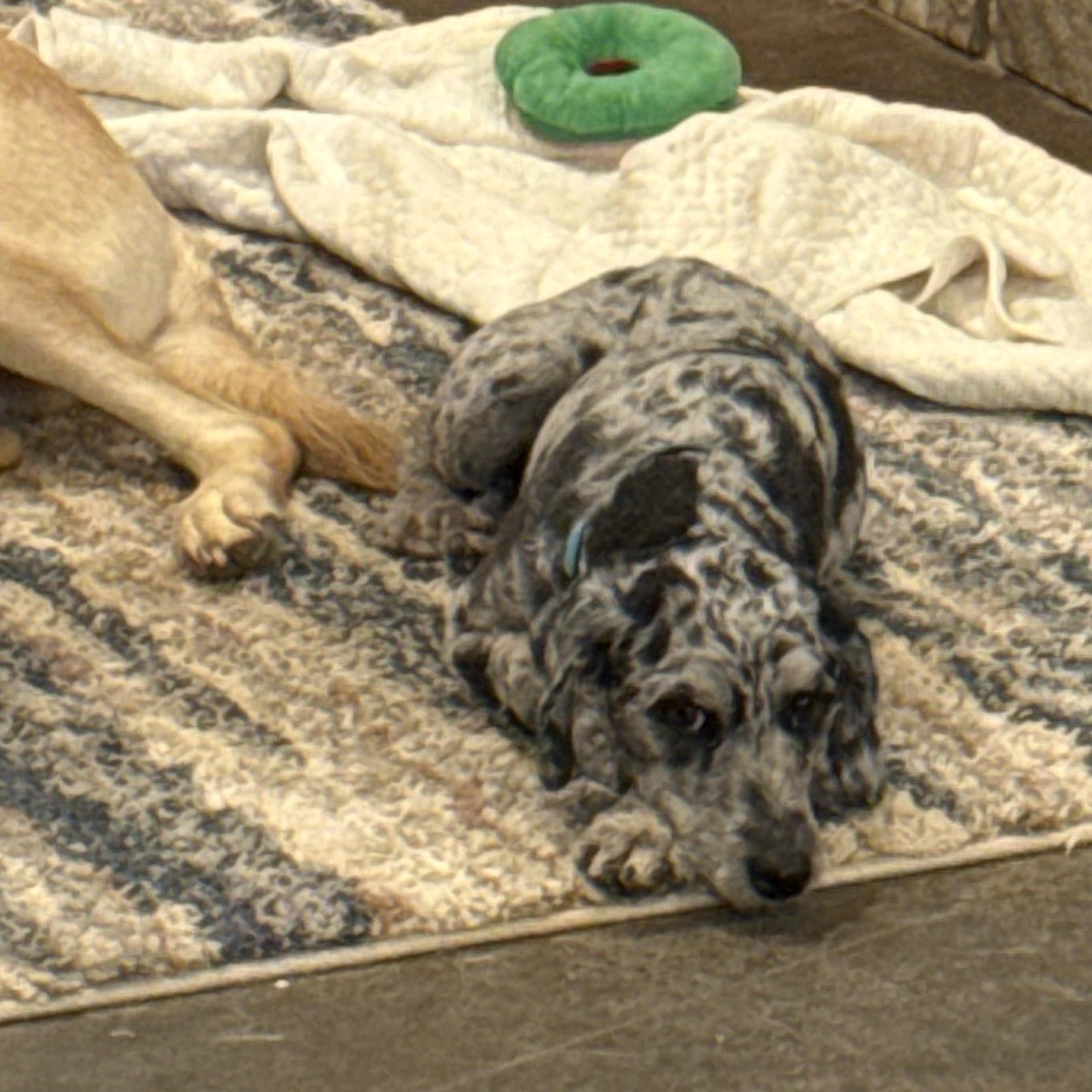 Enlarge Fritz, a Adopted Aussiedoodle in Hatfield, PA image 5/6