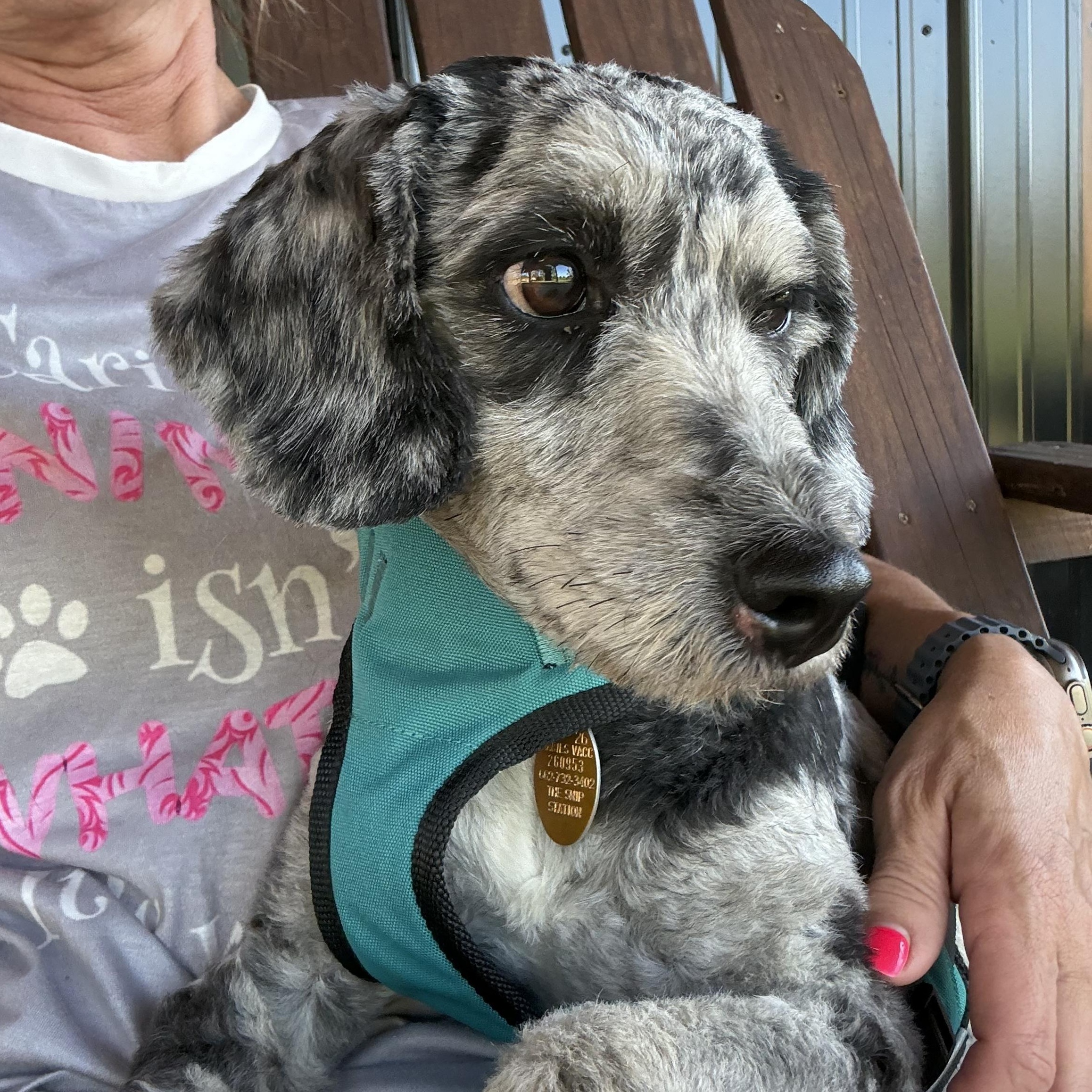 Enlarge Fritz, a Adopted Aussiedoodle in Hatfield, PA image 3/6