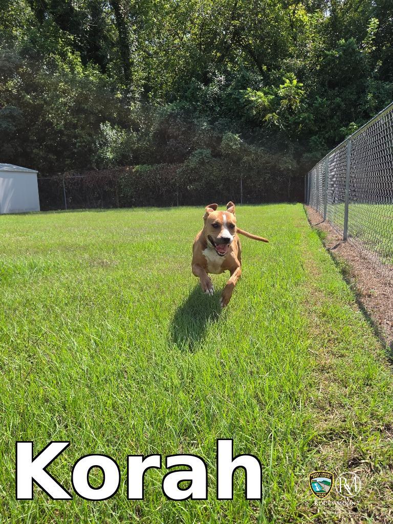 Korah, a Adoptable Pit Bull Terrier in Rocky Mount, NC image 1/2