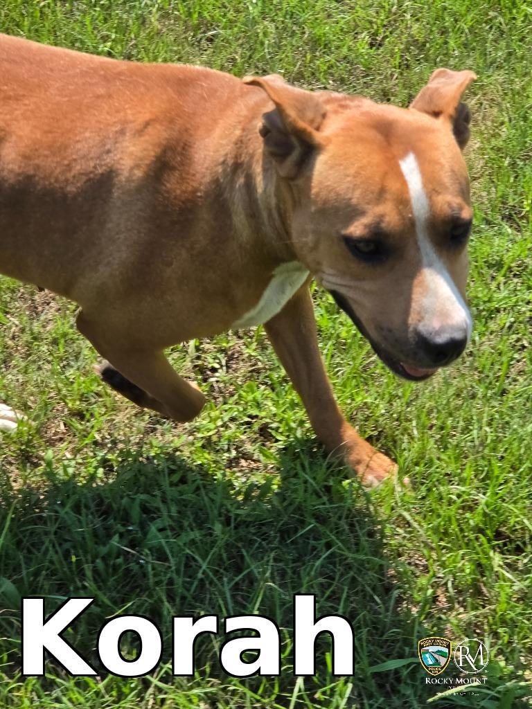 Korah, a Adoptable Pit Bull Terrier in Rocky Mount, NC image 2/2