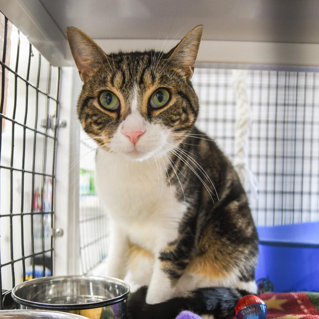 Enlarge Milo, a Adoptable mixed breed in Ewing, NJ image 1/6