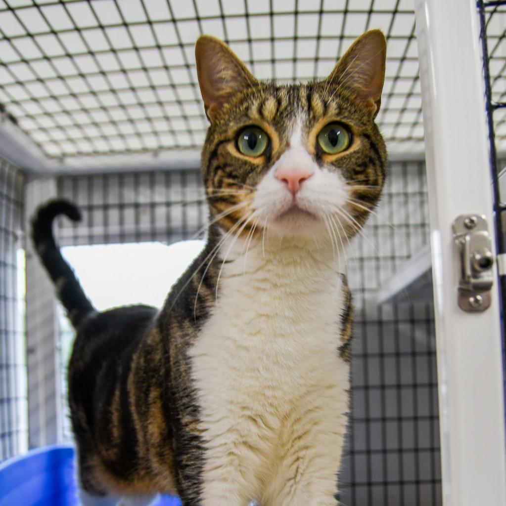 Enlarge Milo, a Adoptable mixed breed in Ewing, NJ image 2/6