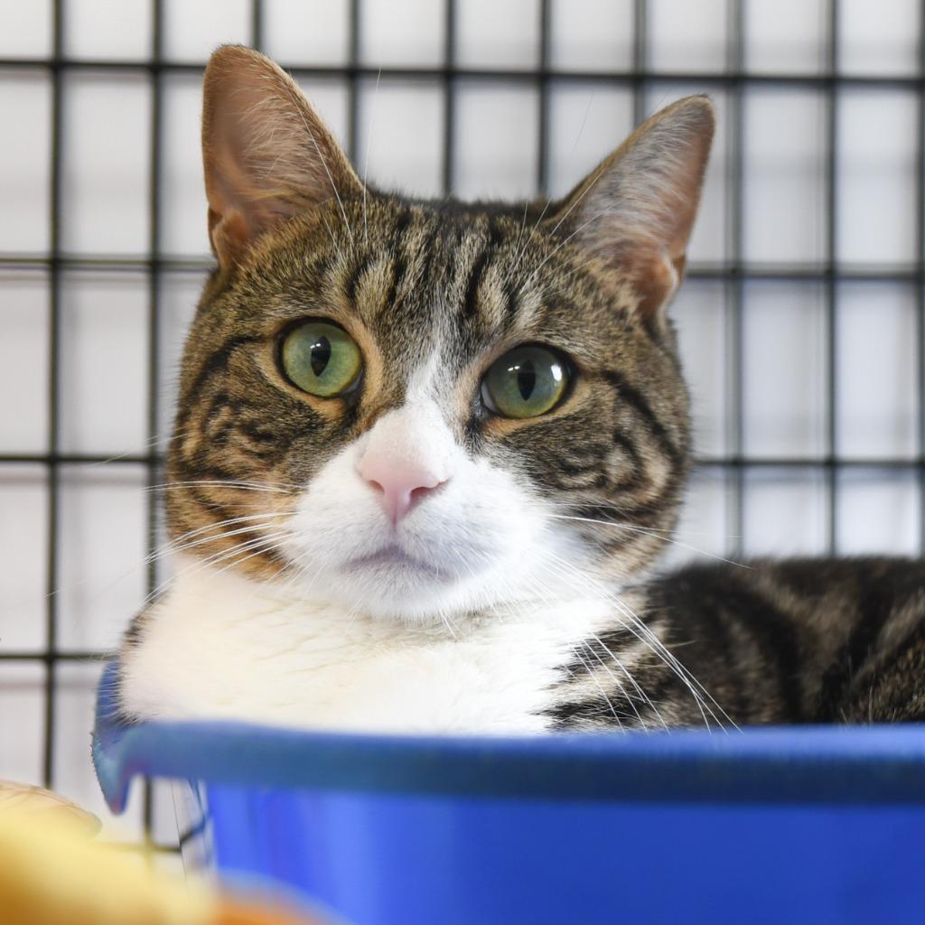 Enlarge Milo, a Adoptable mixed breed in Ewing, NJ image 4/6