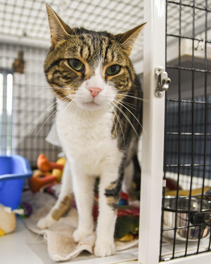 Enlarge Milo, a Adoptable mixed breed in Ewing, NJ image 5/6