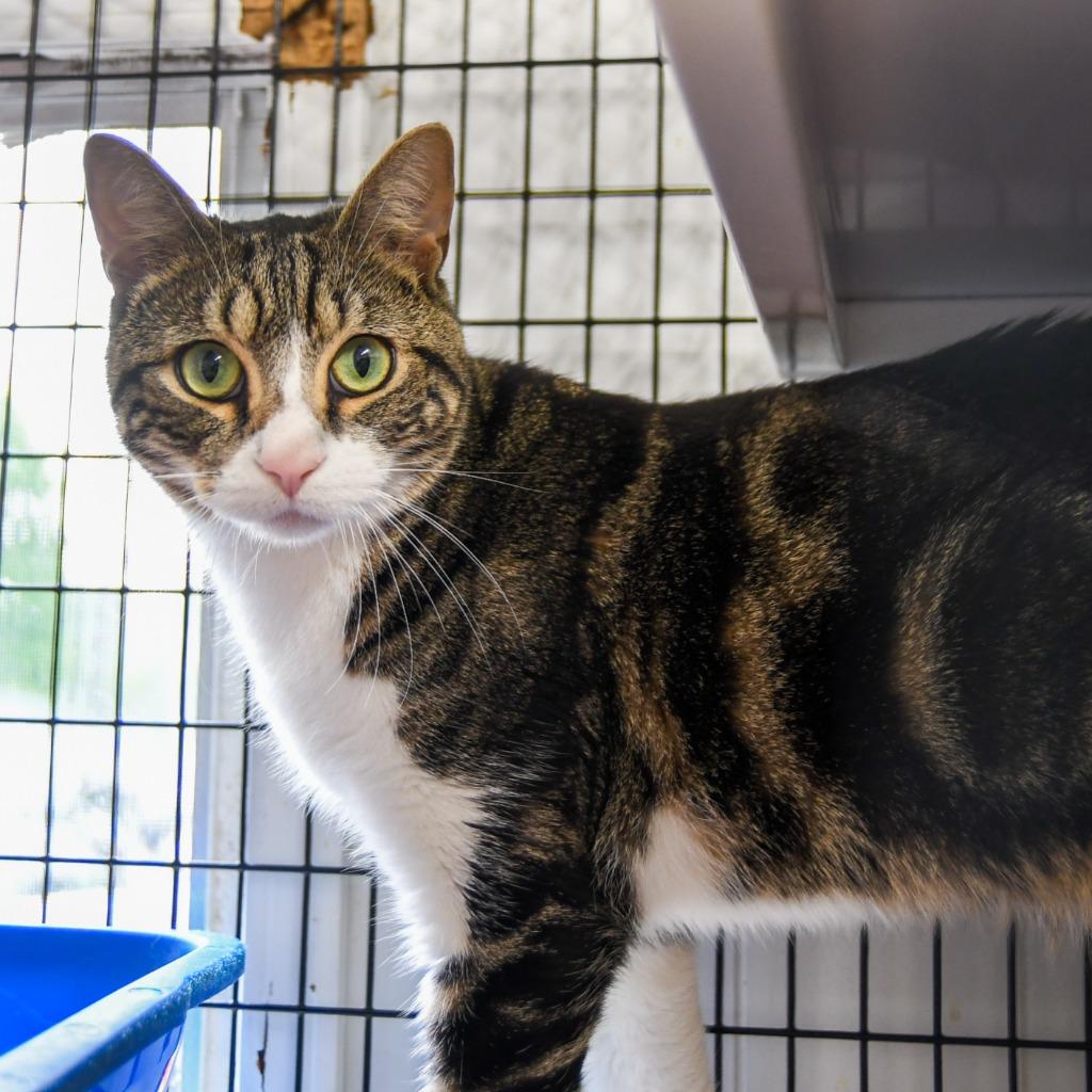 Enlarge Milo, a Adoptable mixed breed in Ewing, NJ image 6/6