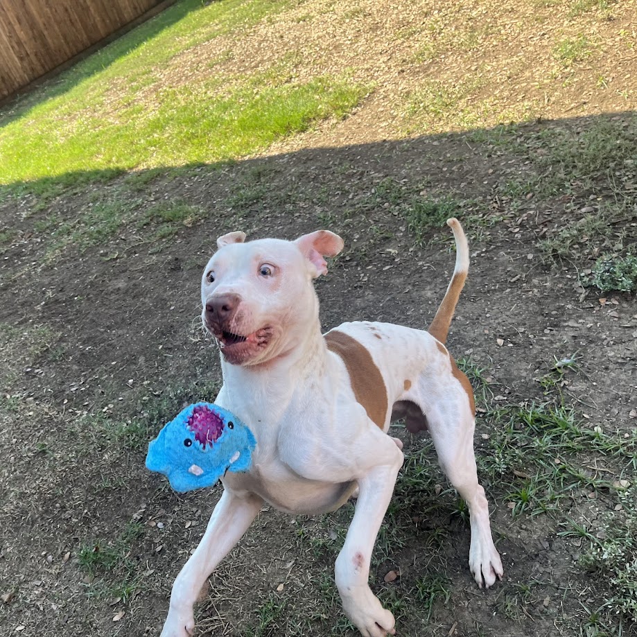 Bevo* A204551 5
