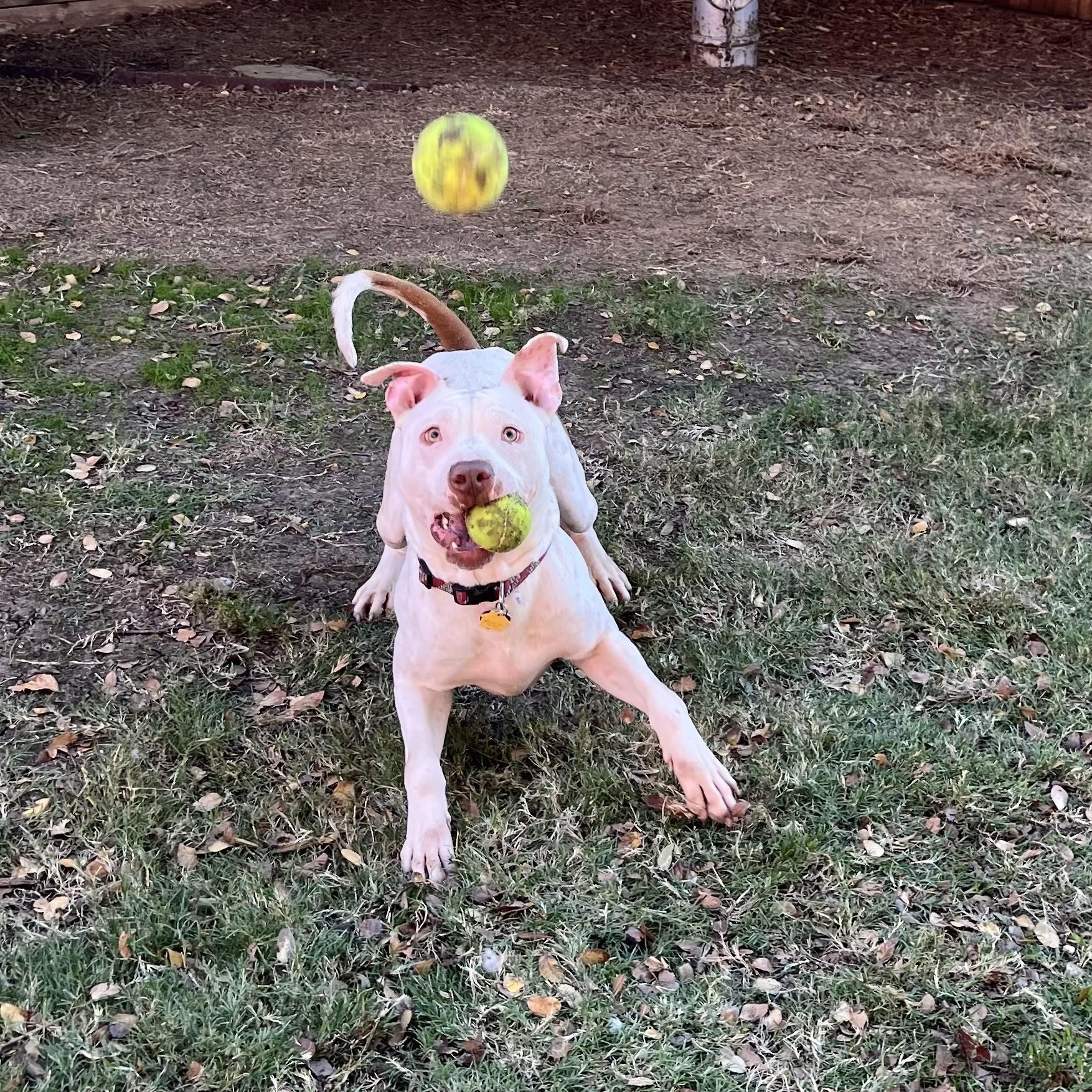 Bevo* A204551 3