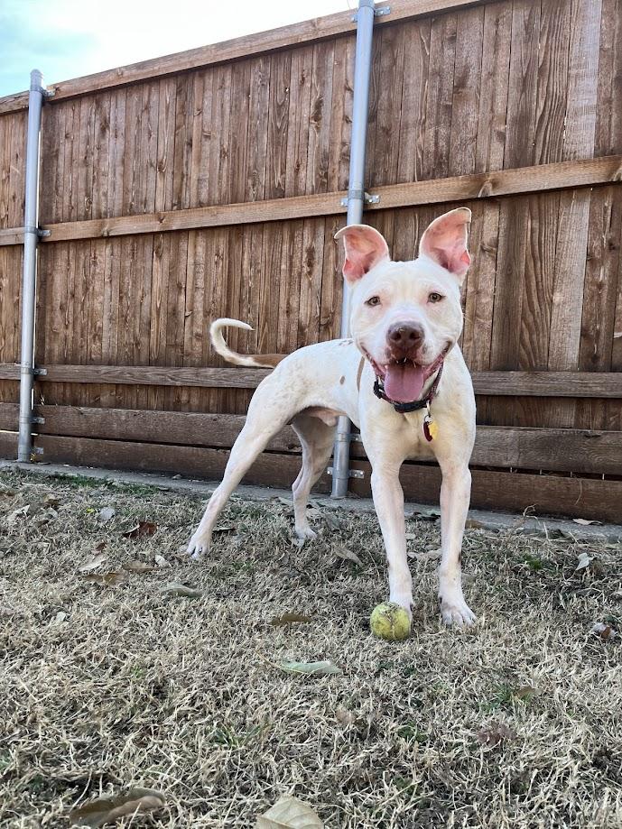 Bevo* A204551 7