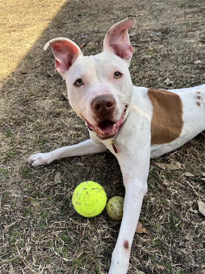 Bevo* A204551