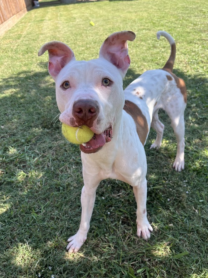 Bevo* A204551 4