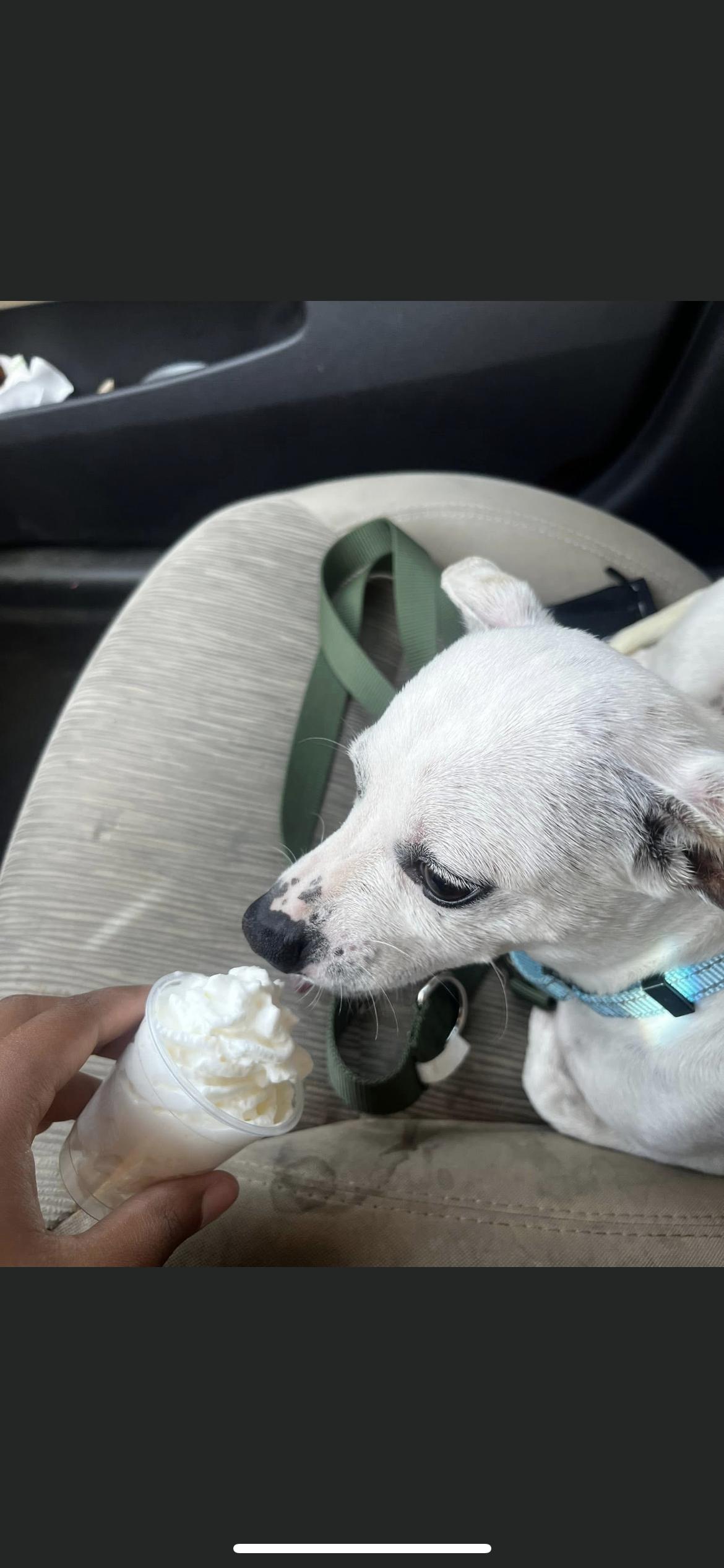 Enlarge Bert, a Adoptable mixed breed in Hamden, CT image 2/6