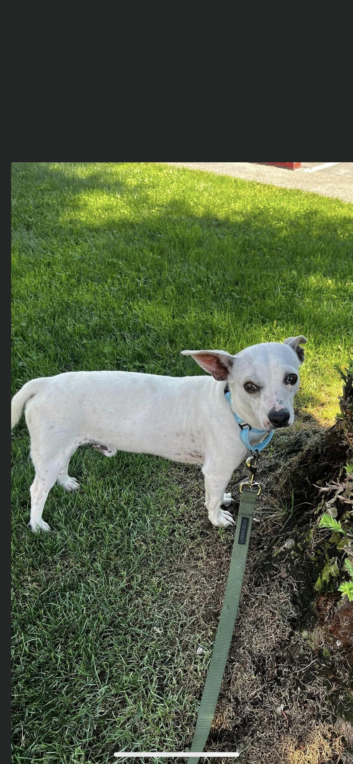 Enlarge Bert, a Adoptable mixed breed in Hamden, CT image 1/6
