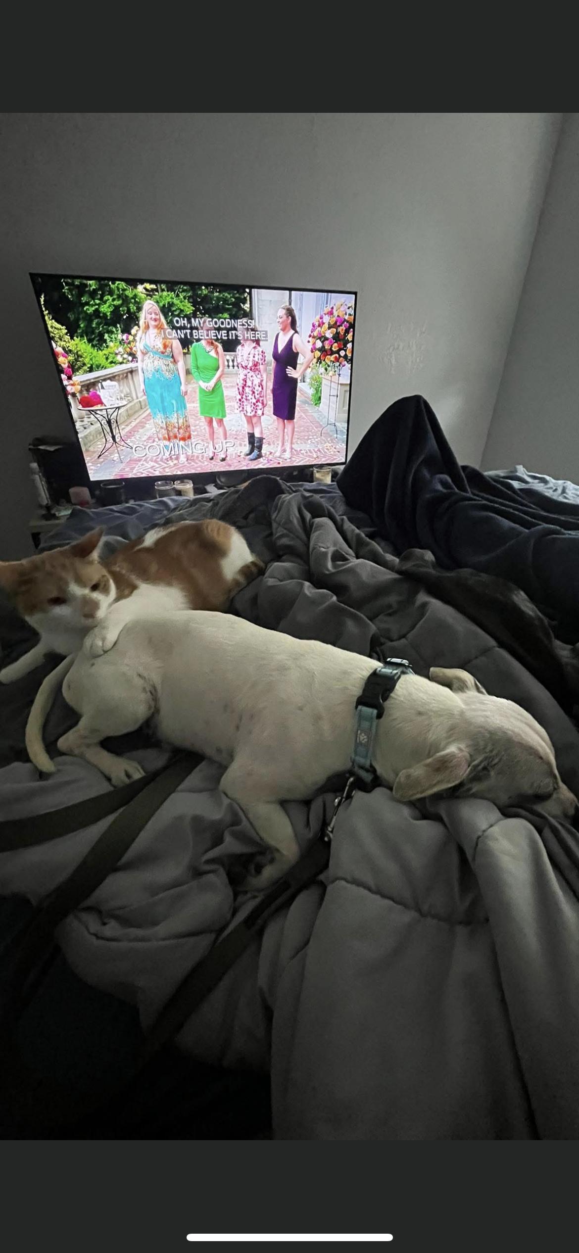 Enlarge Bert, a Adoptable mixed breed in Hamden, CT image 4/6