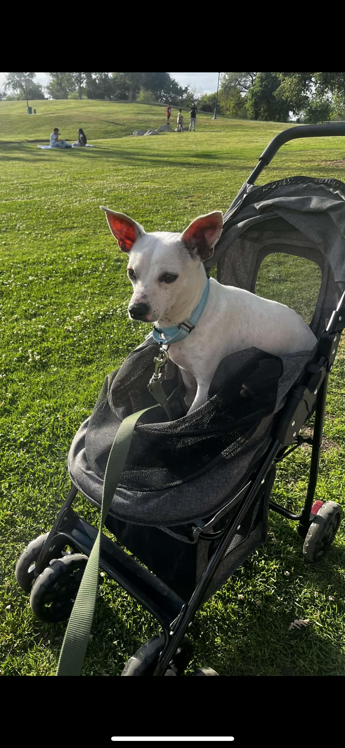 Enlarge Bert, a Adoptable mixed breed in Hamden, CT image 6/6
