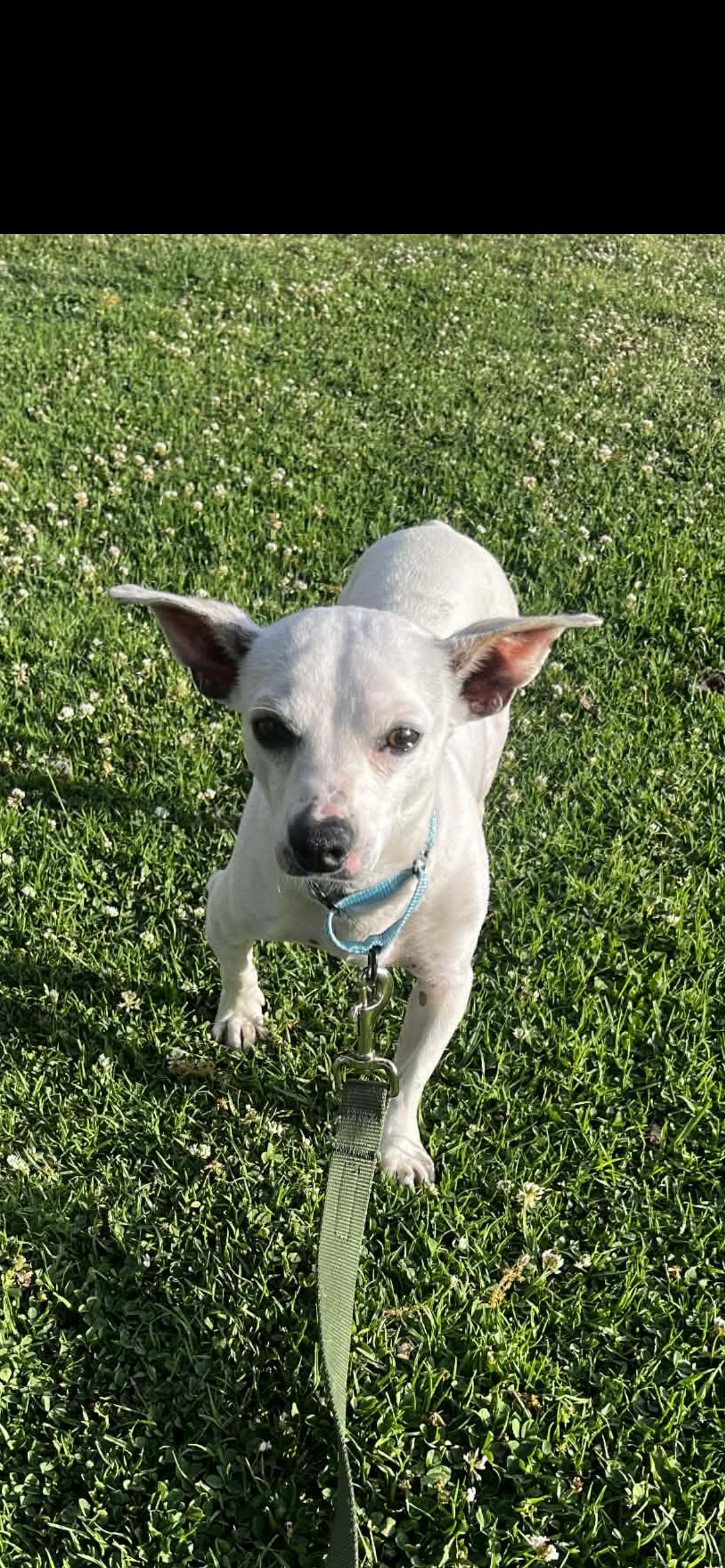 Enlarge Bert, a Adoptable mixed breed in Hamden, CT image 5/6