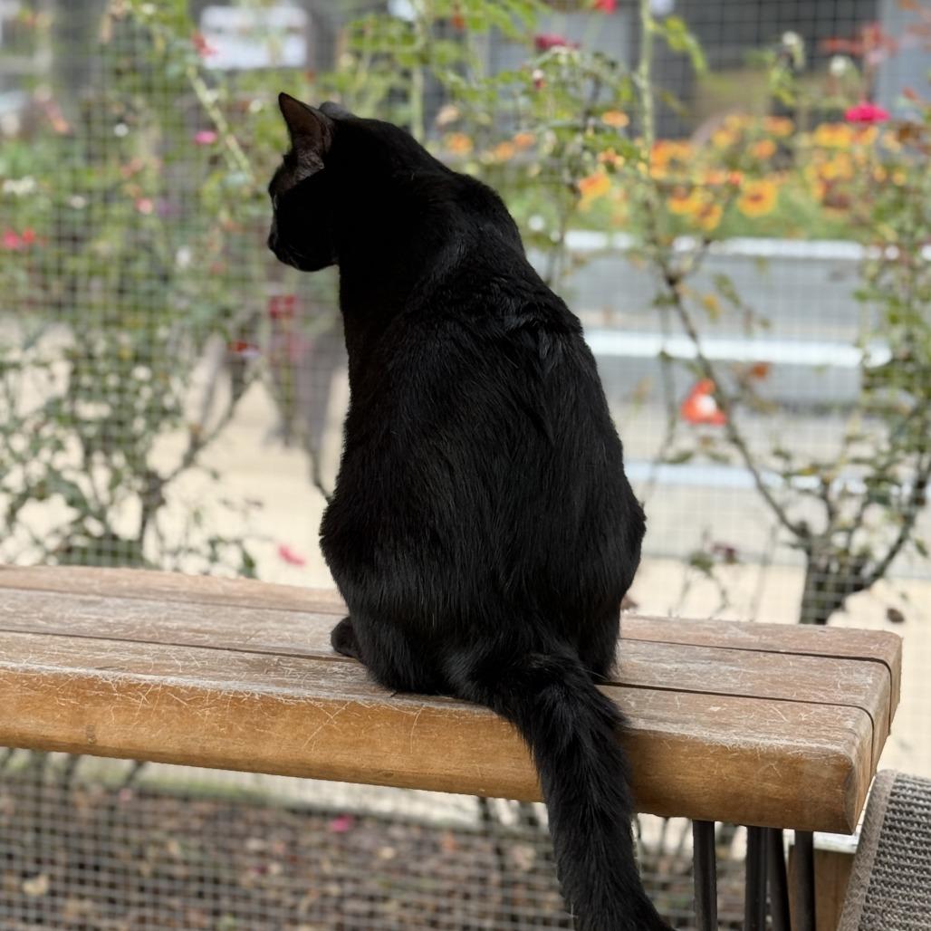 Enlarge Saylor, a Adoptable Domestic Short Hair in Freeport, FL image 1/6