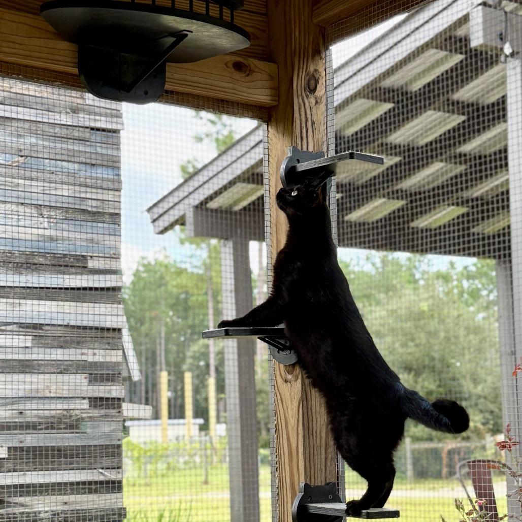 Enlarge Saylor, a Adoptable Domestic Short Hair in Freeport, FL image 2/6
