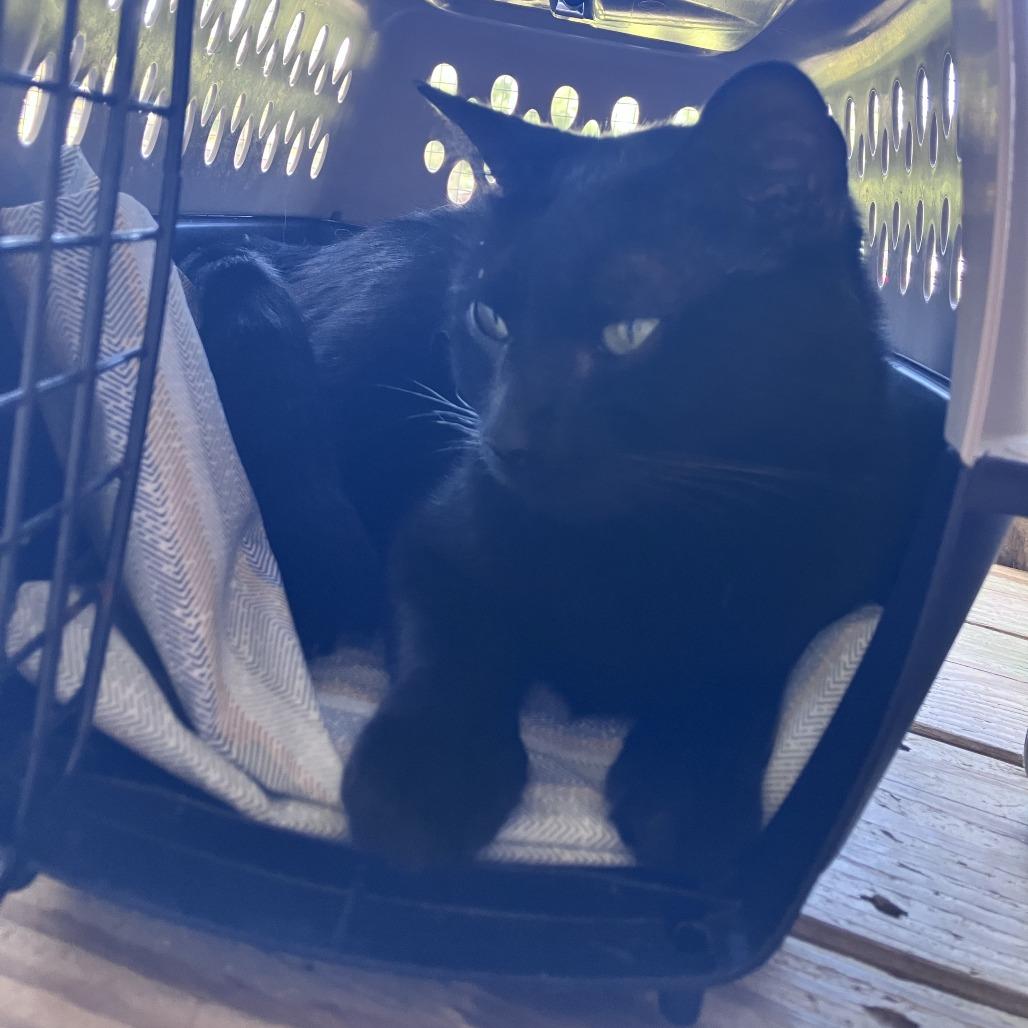 Enlarge Saylor, a Adoptable Domestic Short Hair in Freeport, FL image 3/6
