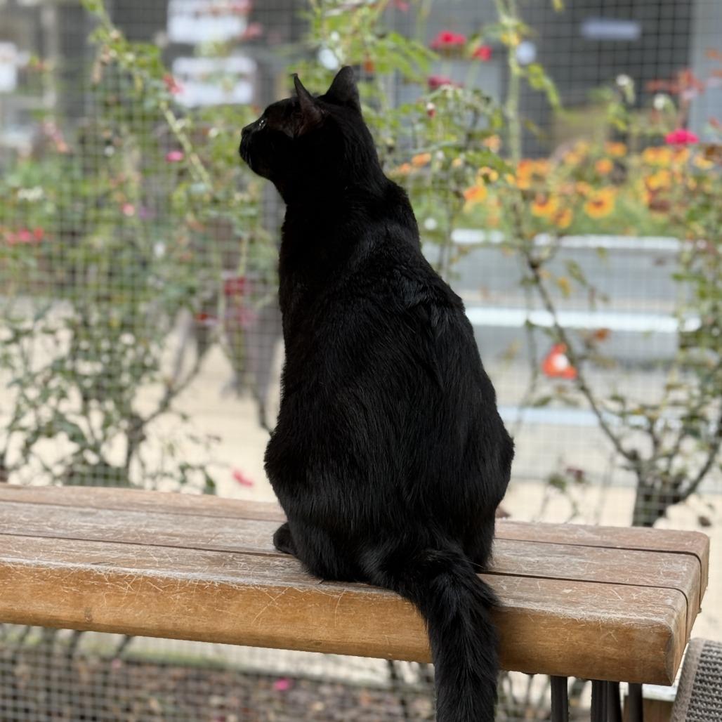Enlarge Saylor, a Adoptable Domestic Short Hair in Freeport, FL image 4/6