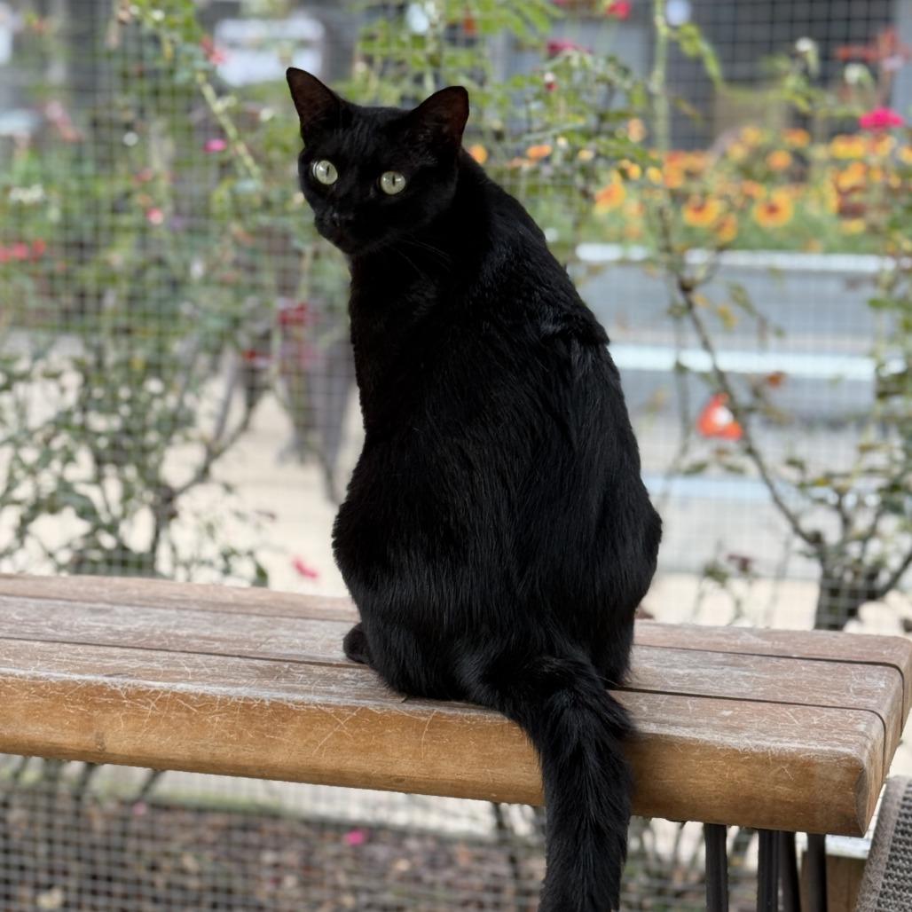 Enlarge Saylor, a Adoptable Domestic Short Hair in Freeport, FL image 5/6