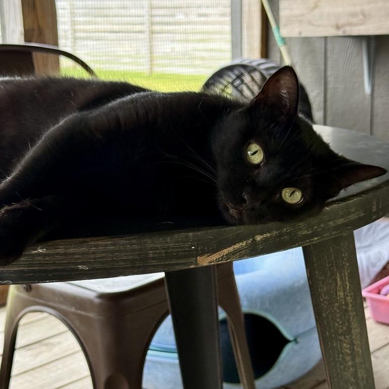Enlarge Saylor, a Adoptable Domestic Short Hair in Freeport, FL image 6/6