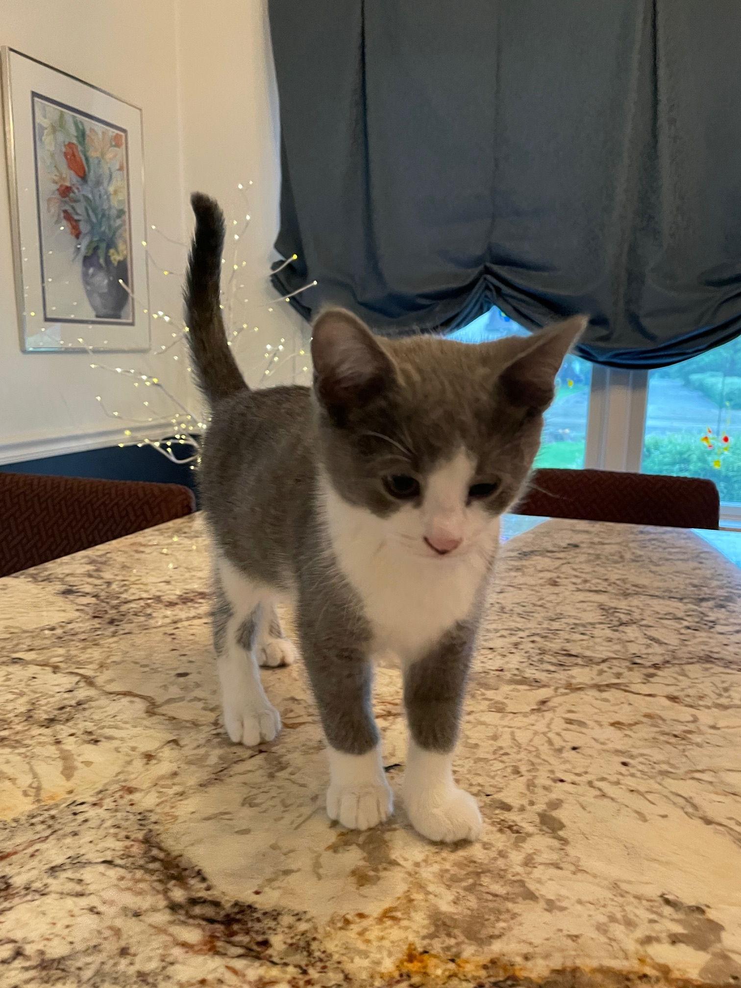 Enlarge Puff, a Adopted Domestic Short Hair in Austin, MN image 1/1